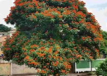 Jual Pohon Spathodea Tinggi 5 Meter – Pohon Hias Tropis yang Megah untuk Proyek Lanskap Premium 3 jual-pohon-spathodea-tinggi-5-meter