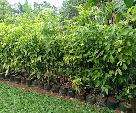 Jual Bibit Pohon Cendana Tinggi 1 Meter - Solusi Investasi Hijau Bernilai Tinggi Dan Siap Tanam – Jual Bibit Pohon Cendana Tinggi 1 Meter Solusi Investasi Hijau Bernilai Tinggi Dan Siap Tanam Jual Bibit Pohon Cendana Tinggi 1m 6a807