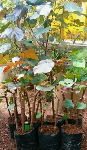 Jual Bibit Pohon Waru Tinggi 1 Meter - Solusi Tanaman Peneduh Cepat Tumbuh Dan Estetik Untuk Lahan Anda – Jual Bibit Pohon Waru Tinggi 1 Meter Solusi Tanaman Peneduh Cepat Tumbuh Dan Estetik Untuk Lahan Anda Jual Bibit Pohon Waru Tinggi 1 Meter Cf58e