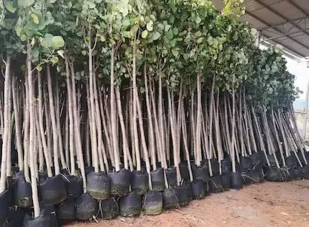 Jual Bibit Pohon Waru Tinggi 2 Meter - Solusi Tanaman Peneduh Cepat Tumbuh Dan Estetis Untuk Hunian Anda – Jual Bibit Pohon Waru Tinggi 2 Meter Solusi Tanaman Peneduh Cepat Tumbuh Dan Estetis Untuk Hunian Anda Jual Bibit Pohon Waru Tinggi 2 Meter F3169