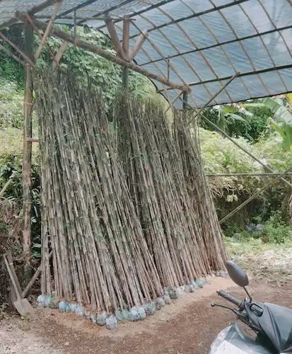 Jual Pohon Bambu Jakarta Tinggi 3 Meter - Solusi Cepat Untuk Taman Asri Dan Pagar Alami Elegan – Jual Pohon Bambu Jakarta Tinggi 3 Meter Solusi Cepat Untuk Taman Asri Dan Pagar Alami Elegan Jual Bibit Pohon Bambu Jakarta Tinggi 3 Meter 4921c