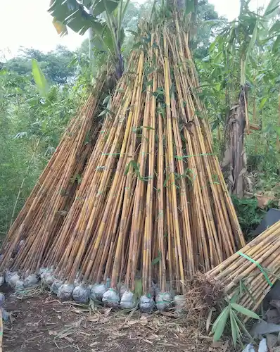Jual Pohon Bambu Kuning Tinggi 3 Meter - Pilihan Tepat Untuk Taman Asri Dan Estetis – Jual Pohon Bambu Kuning Tinggi 3 Meter Pilihan Tepat Untuk Taman Asri Dan Estetis Jual Pohon Bambu Kuning Tinggi 3 Meter B160d