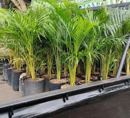 Jual Pohon Palem Kuning Tinggi 1 Meter - Pilihan Terbaik Untuk Taman Cantik Dan Elegan – Jual Pohon Palem Kuning Tinggi 1 Meter Pilihan Terbaik Untuk Taman Cantik Dan Elegan Jual Pohon Palem Kuning Tinggi 1 Meter 0a2db