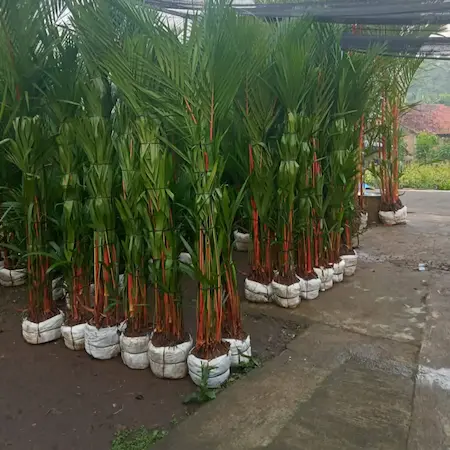 Jual Pohon Palem Merah Tinggi 1 Meter - Solusi Tanaman Hias Elegan Untuk Hunian Dan Taman Modern – Jual Pohon Palem Merah Tinggi 1 Meter Solusi Tanaman Hias Elegan Untuk Hunian Dan Taman Modern Jual Pohon Palem Merah Tinggi 1 Meter A833e