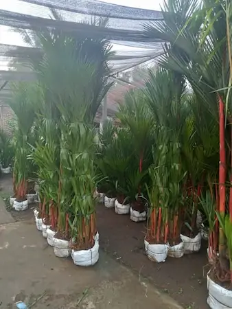 Jual Pohon Palem Merah Tinggi 2 Meter - Solusi Tanaman Hias Premium Untuk Tampilan Elegan Dan Eksklusif – Jual Pohon Palem Merah Tinggi 2 Meter Solusi Tanaman Hias Premium Untuk Tampilan Elegan Dan Eksklusif Jual Pohon Palem Merah Tinggi 2 Meter 321e5