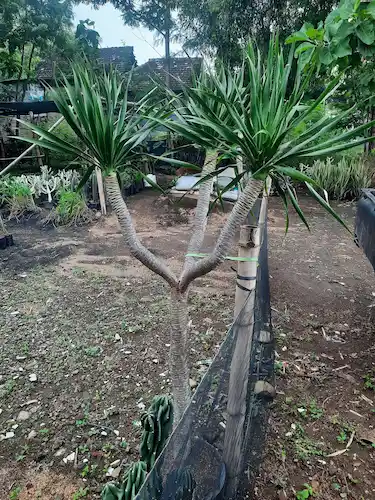 Jual Pohon Pandan Bali Tinggi 2 Meter - Pilihan Elegan Tanaman Tropis Untuk Taman Asri Dan Eksklusif – Jual Pohon Pandan Bali Tinggi 2 Meter Pilihan Elegan Tanaman Tropis Untuk Taman Asri Dan Eksklusif Jual Pohon Pandan Bali Tinggi 2 Meter E32ec