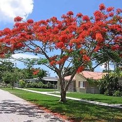 Pohon Flamboyan Tinggi 1 Meter