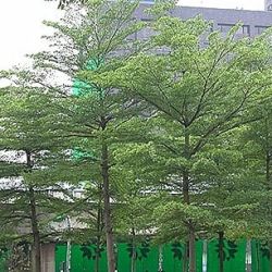 Jual Ketapang Kencana di Mojokerto