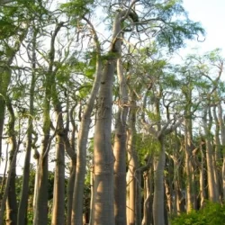 Jual Pohon Moringa Africa