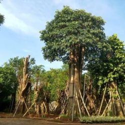 Jual Pohon Pule di Pekalongan