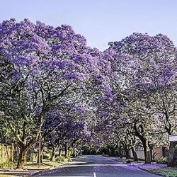 Jual Pohon jacaranda